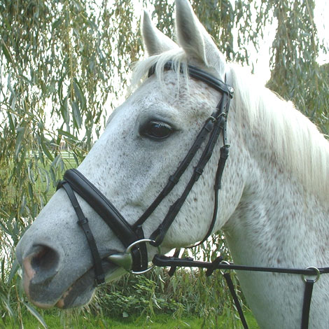 bridle with special noseband