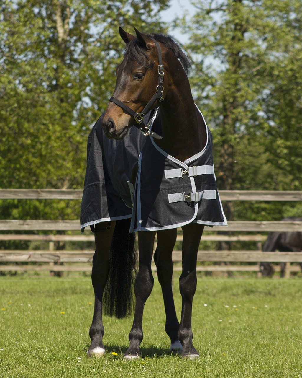 Buik Siësta federatie Waterdicht en ademend 300 grams 600D paardendeken [6003 qhp] - €69,95 :  Xcellent Rider, Online ruitersport winkel