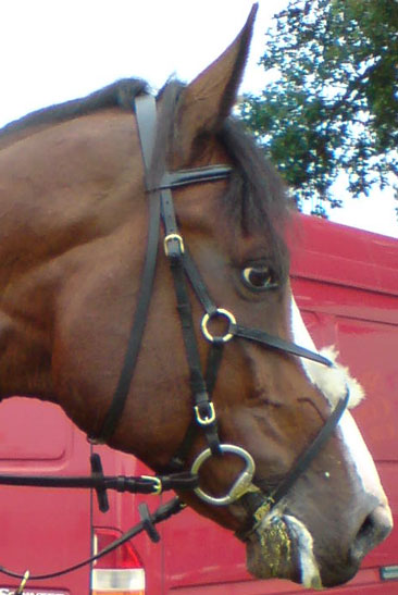 Mexican bridle - Click Image to Close